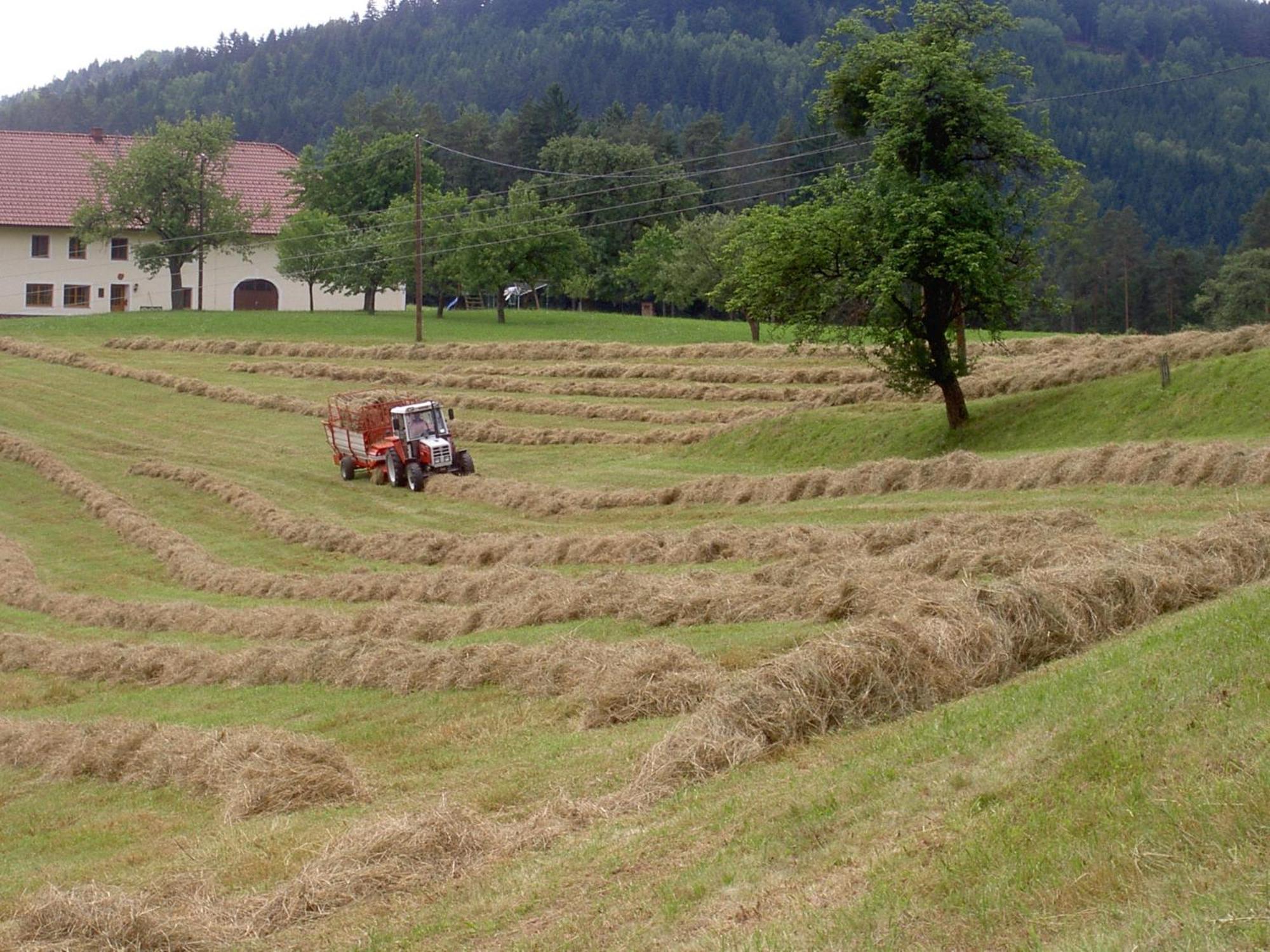 Bauernhof Urlaub Am Bauernhof Wenigeder - Familie Klopf